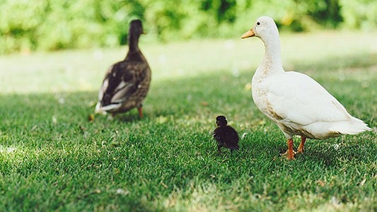 2 ducks and 1 duckling on grass 2 ducks and 1 duckling on grass