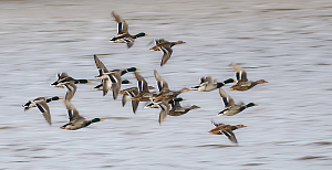 Ducks in flight Ducks in flight