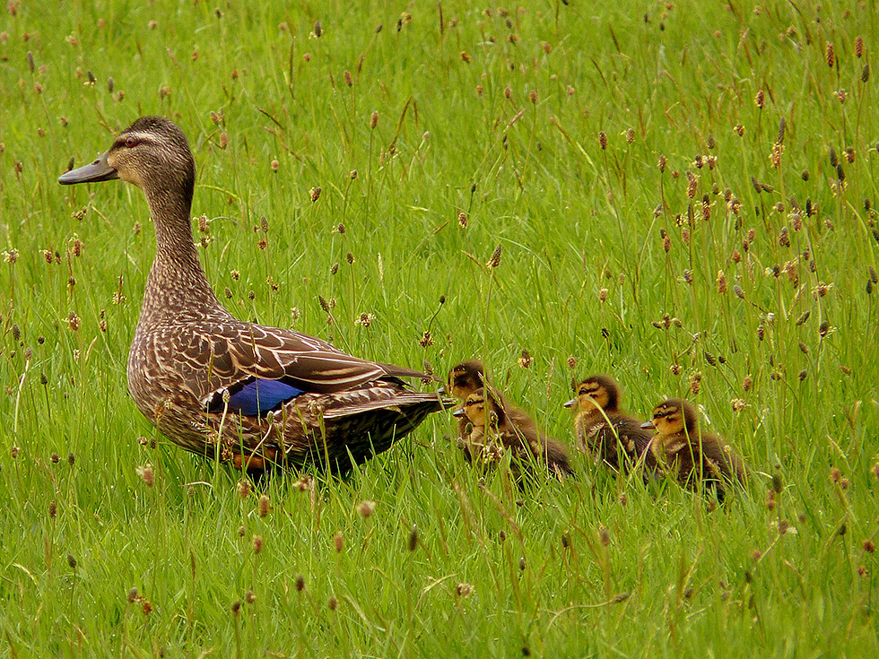 Mother duck with four ducklings